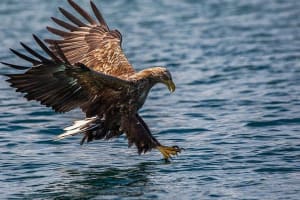 Svolvær: Trollfjord Cruise & Sea Eagle Safari by Catamaran Tour 3