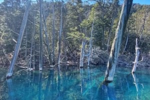 Navegación al Bosque Sumergido en el Lago Traful 3