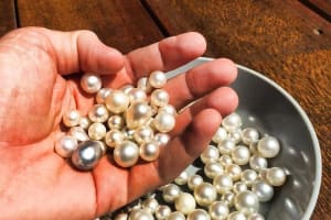 Sydney Wildlife & Pearl Farm Private Tour 3