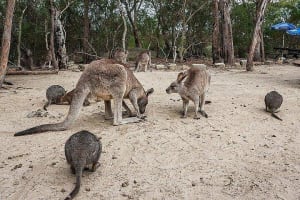 Sydney Kangaroo & Aboriginal Art Tour 3