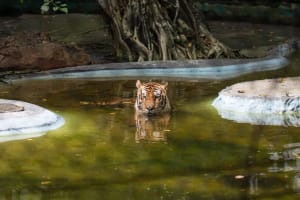A Bengal tiger cooling off in its natural-style habitat at Safari World Bangkok.