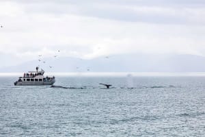 Mendenhall Glacier & Whale Watching Tour Juneau 4