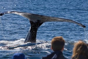 Juneau Whale Watch & Tracy’s Crab Shack Combo 3