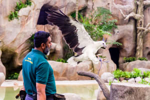 Bird Paradise Singapore  4
