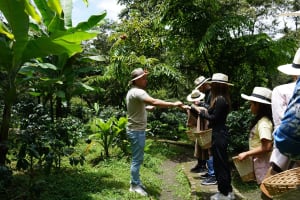 Visita a una finca cafetera de Bogotá: una experiencia  3