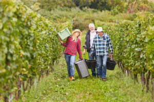 Winegrowers carrying harvest baskets through rows of vines in a Cahors vineyard