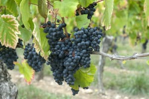 Ripe clusters of dark Malbec grapes growing on vines in the Cahors wine region