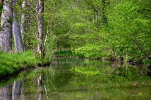 Calm, tree-lined canal surrounded by lush woodland in the Marais Poitevin, France.