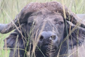 4-Day Kidepo Valley National Park Safari 4