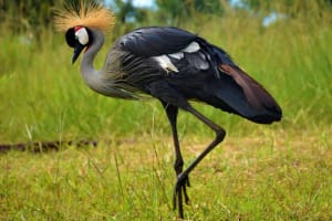 2-Day Pian Upe Game Reserve Adventure 3