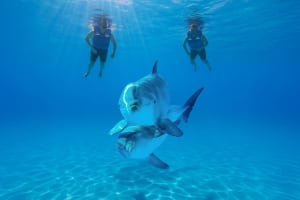 Family Cabo Dolphin Experience 3