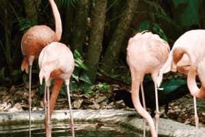 Entradas a Parque Zoológico Aluxes en Palenque 3