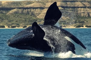 Navegación con Avistaje de Ballenas Puerto Pirámides 3