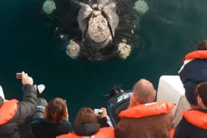Navegación con Avistaje de Ballenas Puerto Pirámides 4