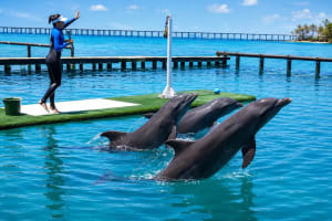 Entrada al Oceanario Islas del Rosario 3
