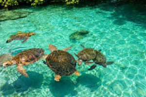 Entrada al Oceanario Islas del Rosario 4