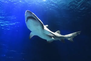 Oceanic Aquarium en Balneário Camboriú: Sobre los tiburones 4