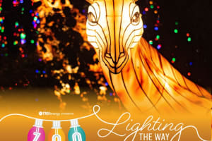 TXU Energy presents Zoo Lights 4