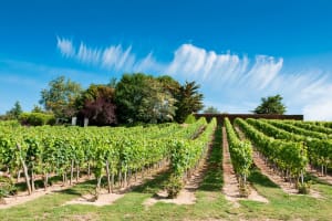 Panoramic vineyard view in the Vouvray region