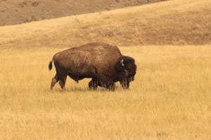 Mount Rushmore & Badlands Adventure 3