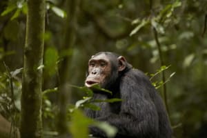 7 Days Fly-in Safari: Primates & Savannah Wilds 4