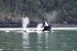 Whale and Wildlife Adventure - Zodiac Boat 4
