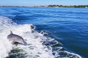 Sunset and Dolphin Cruise 4