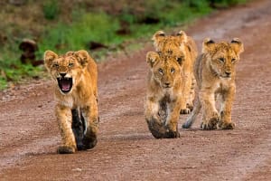 3 Day Maasai Mara Safari 4
