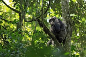 5 Days Fly-in Safari: Gorillas & the Nile Savannah 3