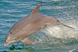 Dolphin Watching around Cape May 4
