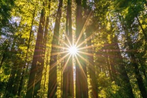 Sunlight streaming through tall forest trees creating dramatic rays and golden canopy