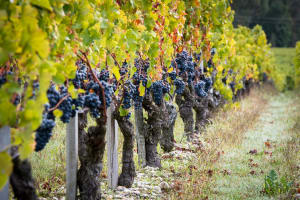 Médoc Wine Tour from Bordeaux Full Day Shore Excursion 3