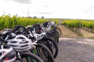 A row of bicycles set up for a tour, with helmets on the handlebars. In the background are neat vineyard rows.