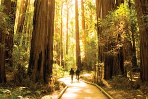 Two hikers walking on a wooden boardwalk through a majestic old-growth redwood forest with towering trees and dappled sunlight
