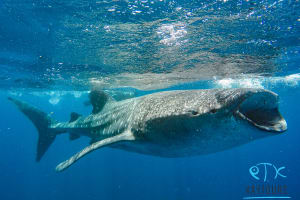 Swim with Whale Sharks in Cancun 4