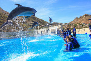 Dolphin Signature Swim 3