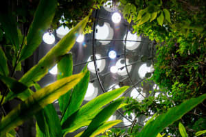NightLife at California Academy of Sciences 3