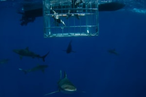 Oahu Shark Diving Tour: Cage Dive 4