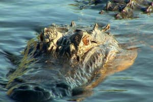 Airboat Ride with Transportation 4