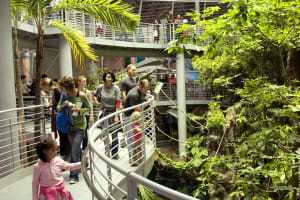 California Academy of Sciences 4