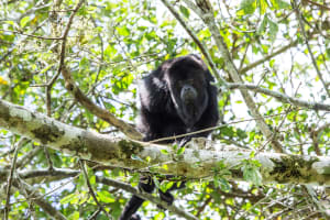 Monkey Sanctuary & Lunch at Mayan Family - Private Excursion 4