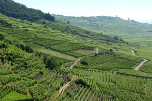 Steep Alsace vineyard with stone terraces and a village in the background