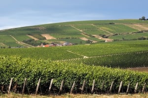Vineyards in the Vouvray wine region near Tours