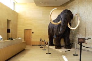 Prehistoric artifacts and tools displayed at the National Museum of Prehistory in Les Eyzies