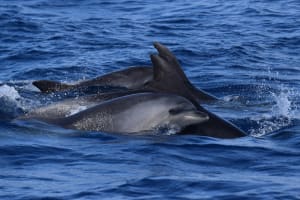 From Ponta Delgada: Whale and Dolphin Watching Experience 4