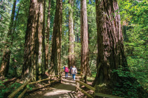 Three hikers walking on a wooden boardwalk through a towering old-growth redwood forest with massive ancient trees
