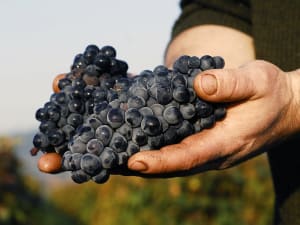 Pinot Noir grapes growing in Côte de Nuits vineyard