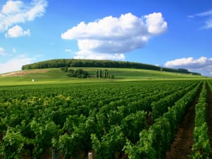Vineyard rows in Côte de Nuits near Gevrey-Chambertin visited during half-day wine tour from Dijon