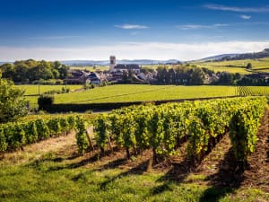  Vineyard rows in the foreground with a church tower and stone buildings of a Côte de Beaune village in Burgundy in the background