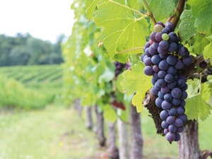 Private Bordeaux Wine Tour Day Trip from Paris by train - image 3